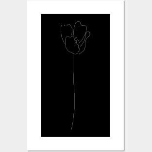 White lily Posters and Art